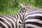 Cute burchell zebra from a safari zoo