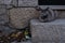 Cute burmese cat resting on the stone doorstep of a house looking straight at camera