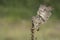 Cute Burrowing owl Athene cunicularia sitting on a plant with Wings Spread. Burrowing Owl alert on post. Green summer background