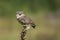 Cute Burrowing owl Athene cunicularia sitting on a plant with Wings Spread. Burrowing Owl alert on post. Green summer background