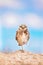 cute burrowing owl on a mound of dirt in front of a pretty blue cloudy sky