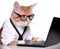 Cute busy cat with glasses. Concept of pet officer, business or office hours