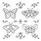 Cute butterflies in doodle style, contour illustration of an insect, vector lineart of a moth