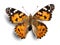 Cute butterfly animal on background