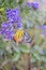 Cute butterfly on blue flower