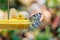 Cute butterfly sitting on tray feeder with banana