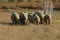 A cute buttocks photo of the rear view of beige sheep grazing on brown grass