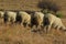 A cute buttocks photo of the rear view of beige sheep grazing on brown grass