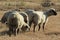 A cute buttocks photo of the rear view of beige sheep grazing on brown grass