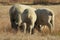 A cute buttocks photo of the rear view of three beige sheep grazing on brown grass with their cute tails facing the camera