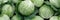 cute cabbage background Head of green cabbage