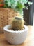 A cute cactus in a small pot.