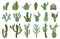 Cute cactus. Succulents and cacti flower, green prickly desert house plants, tropical home plants isolated vector