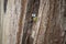 Cute caeruleus titmouse bird perched on a tree bark
