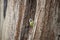 Cute caeruleus titmouse bird perched on a tree bark