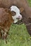 Cute  calf brown with a white head standing in front of a cow