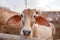 Cute calf close-up in Goshala - protective shelters for cows