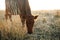 Cute calf cow on a rural meadows.