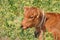 Cute calf head portrait with bright brown red fur