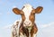 Cute calf head with red and white coat, large big eyes and pink nose, lovely and innocent on a blue background