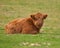 Cute calf of highland cattle lying down