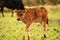 A cute calf looking at the camera