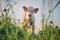 Cute calf looking at the camera, cow portrait