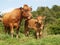 cute calf next to mum cow in a meadow
