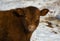 Cute calf posing proudly on a Canadian farm