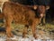 Cute calf posing proudly on a Canadian farm