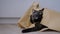 Cute calico cat lying in beige kraft paper grocery bag and looking around