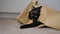 Cute calico cat lying in beige kraft paper grocery bag and looking around