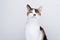 cute calico cat portrait on white background