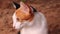 Cute calico cat relaxing on the doorway of its home