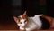 Cute Calico Cat Relaxing on the Doorway of its home