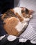 Cute calico cat sleeping quietly with closed eyes curled up on pillows on a couch with its head supported with paws.