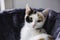 Cute calico kitten lies in a basket and looks at the camera