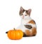 Cute calico kitten with mini pumpkin on white.