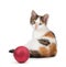 Cute calico kitten sitting next to a Christmas Ornament on a white background.