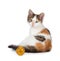 Cute calico kitten sitting next to a toy on a white background.