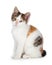 Cute calico kitten on a white background.