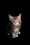 cute calico maine coon kitten portrait on black background