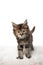 cute calico maine coon kitten standing on white fur looking at camera