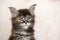 Cute calico maine coon kitten studio portrait