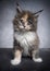 cute calico maine coon kitten studio portrait on gray background