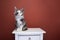 cute calico white maine coon kitten sitting on drawer portrait