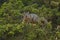 Cute California Grey Squirrel looks at camera from an evergreen tree