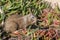 Cute California Ground Squirrel Eating