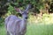Cute California Mule Deer Close Up In Grass Field High Quality
