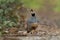 cute California quail (Callipepla californica) resting on the ground on the blurred background